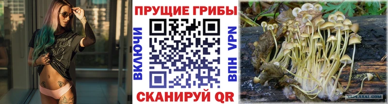 Купить закладки  Юрьев-Польский  Галлюциногенные грибы мухоморы 